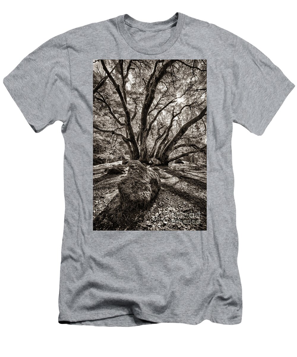  T-Shirt featuring the photograph Shadow Tree by Vincent Bonafede