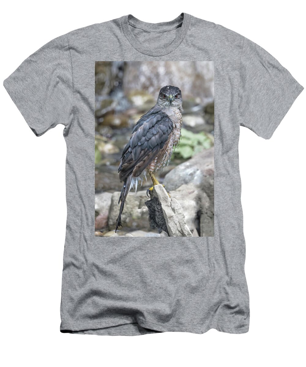 Wildlife T-Shirt featuring the photograph Sharp Shinned Stare Down by Gina Fitzhugh