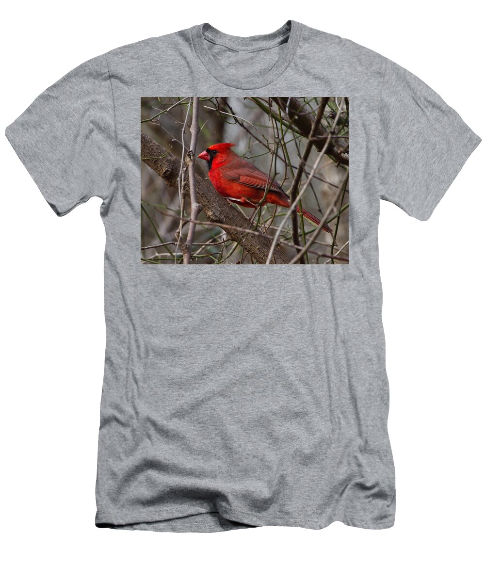 Cardinal T-Shirt featuring the photograph Sitting Pretty by Judy Cuddehe