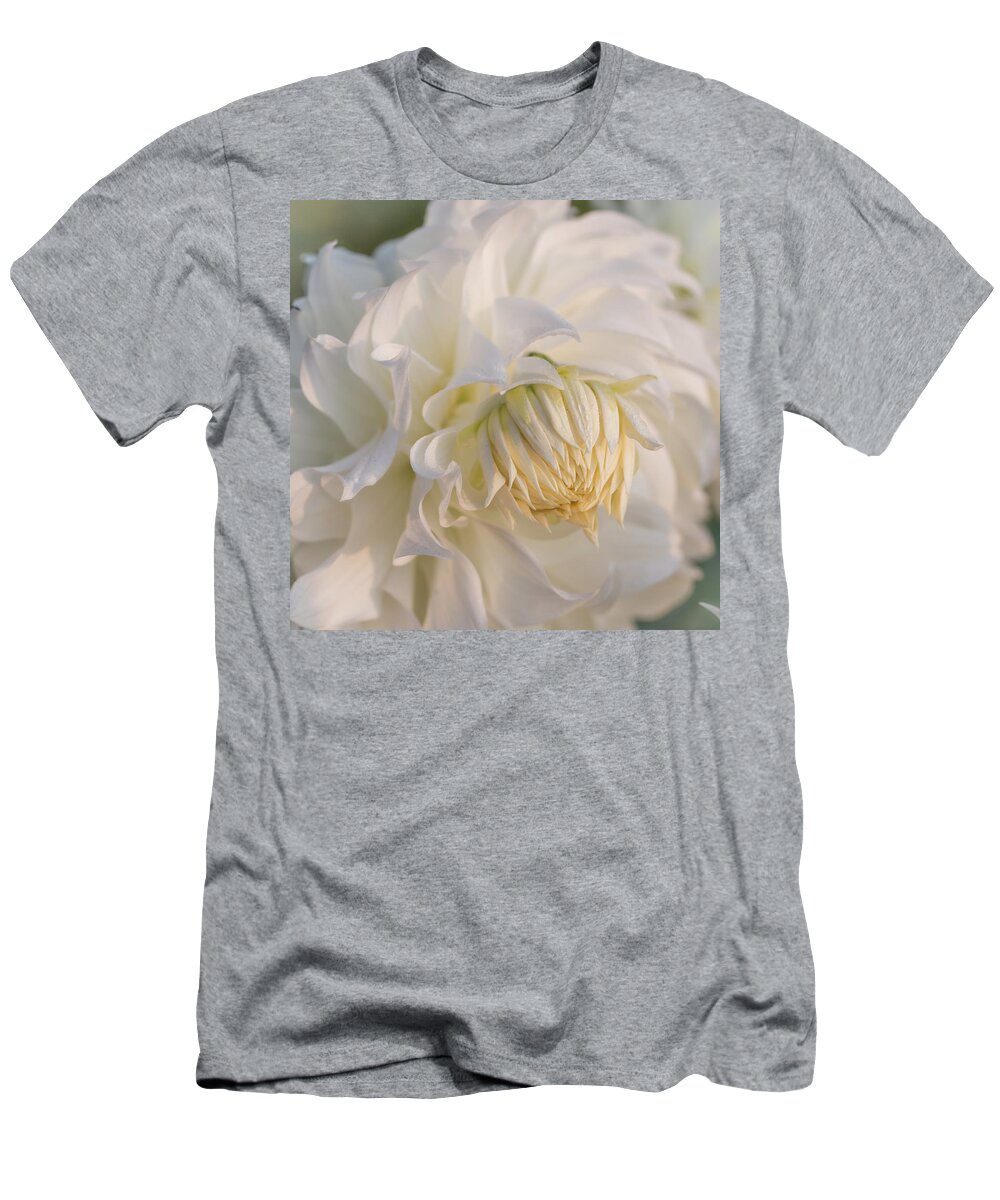 Gardens T-Shirt featuring the photograph Snowbound Dahlia at Sunrise by Teresa Wilson