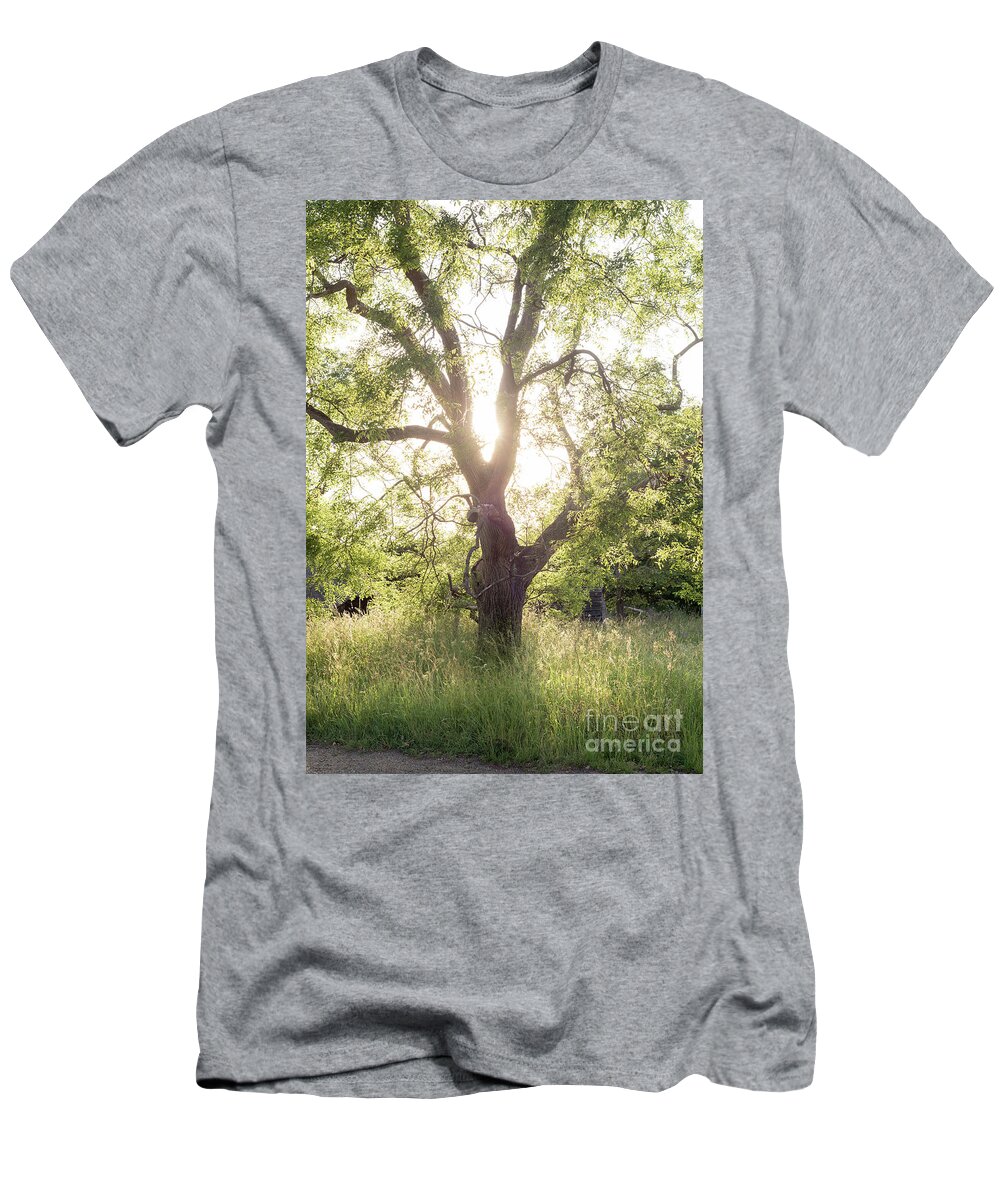 Sophora T-Shirt featuring the photograph Sophora Japonica, Great Dixter by Perry Rodriguez