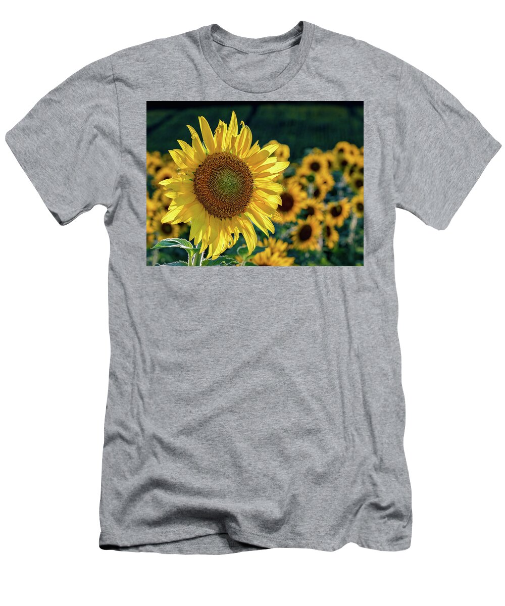 Agriculture T-Shirt featuring the photograph Sunflower in Sunlight by Brian Shoemaker