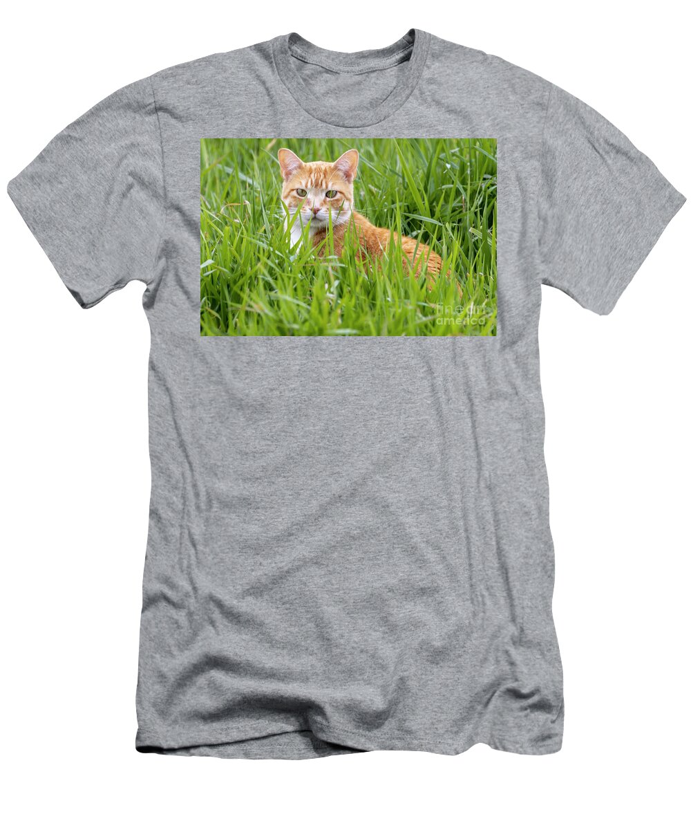 Akooldnala T-Shirt featuring the photograph Tabby Cat - Orange Colored A1R_6931 by Alan Look