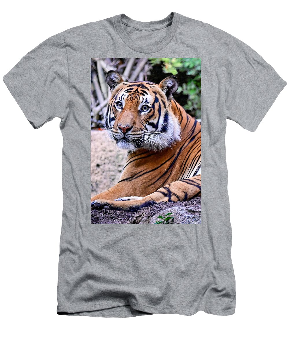 Tiger T-Shirt featuring the photograph Tiger by Ed Stokes