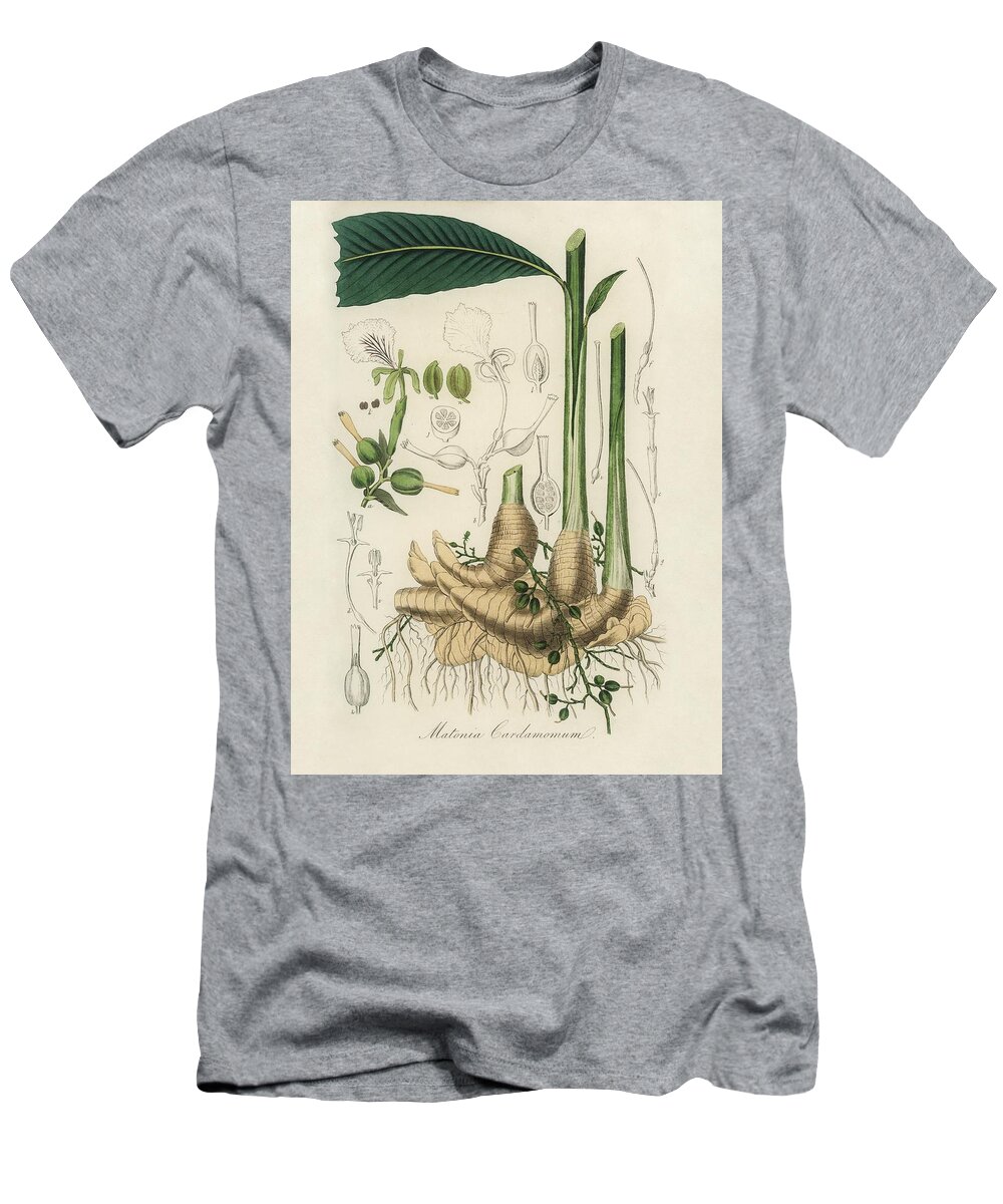 Antique T-Shirt featuring the painting True cardamom Matonia cardamomun from Medical Botany 1836 by John Stephenson and James Morss Church by Les Classics