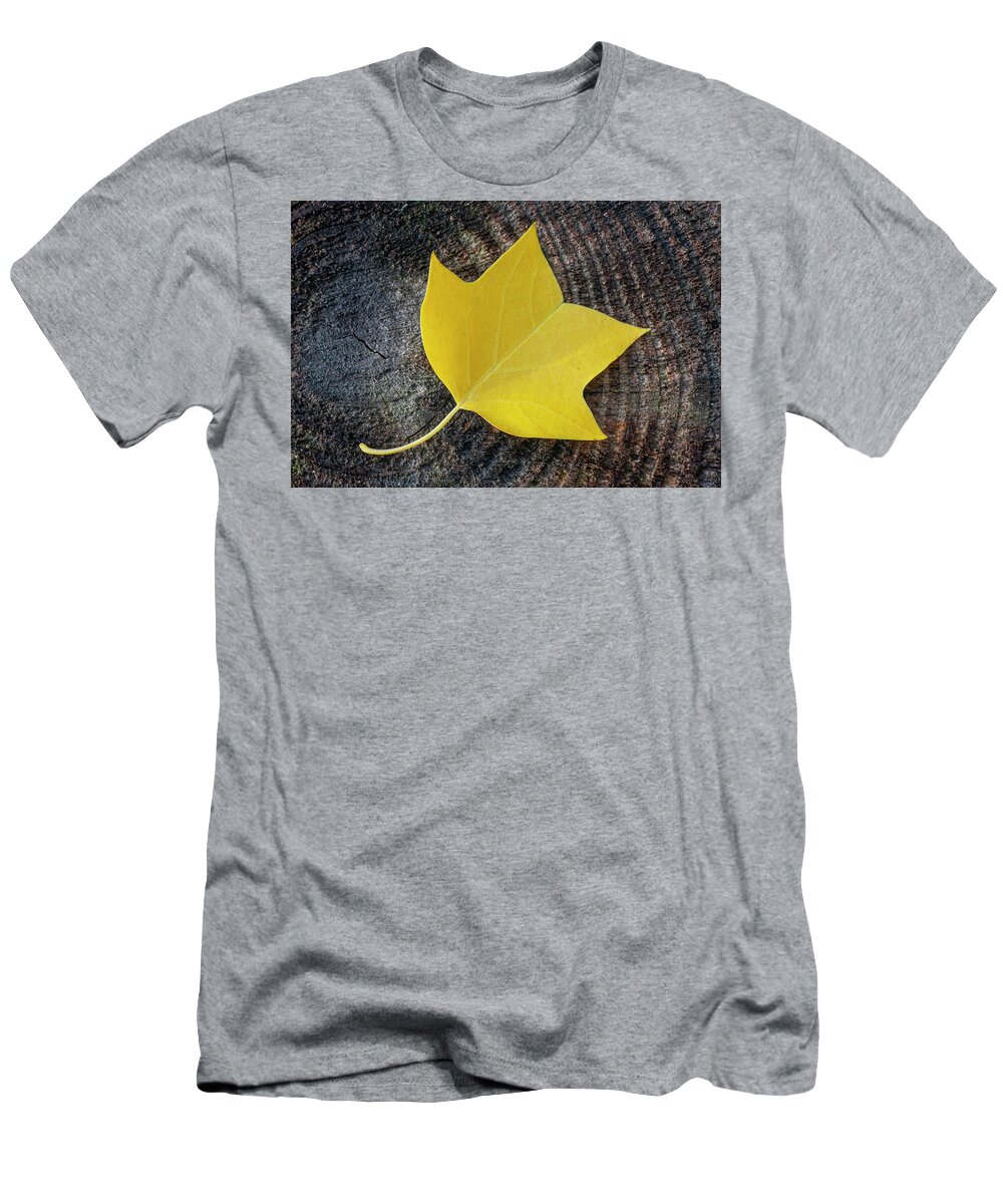 Fall T-Shirt featuring the photograph Tulip Tree Leaf on Log in the Croatan National Forest by Bob Decker