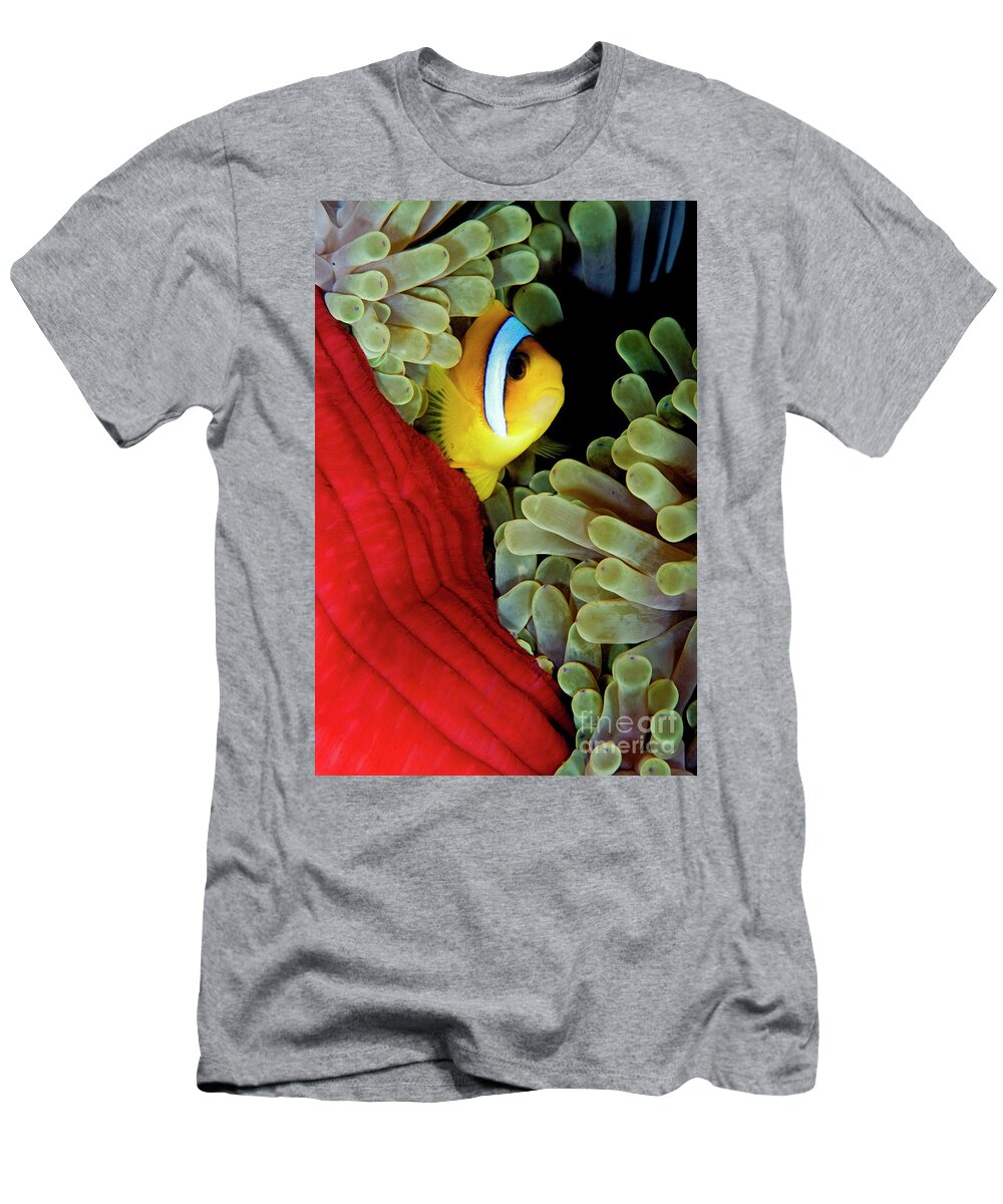 70027140 T-Shirt featuring the photograph Two-banded Anemonefish by Dray van Beeck