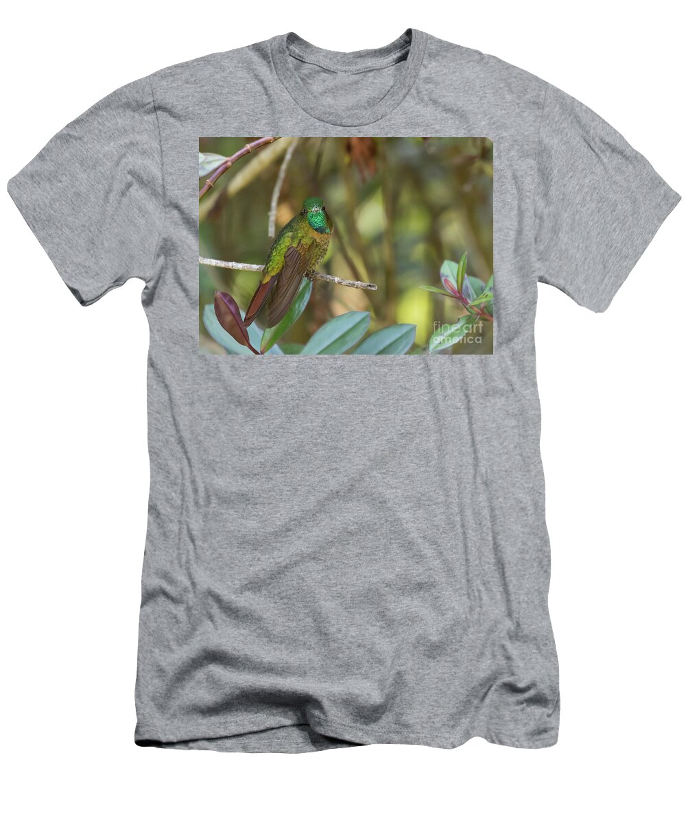 Tyrian Metaltail T-Shirt featuring the photograph Tyrian Metaltail Male by Eva Lechner