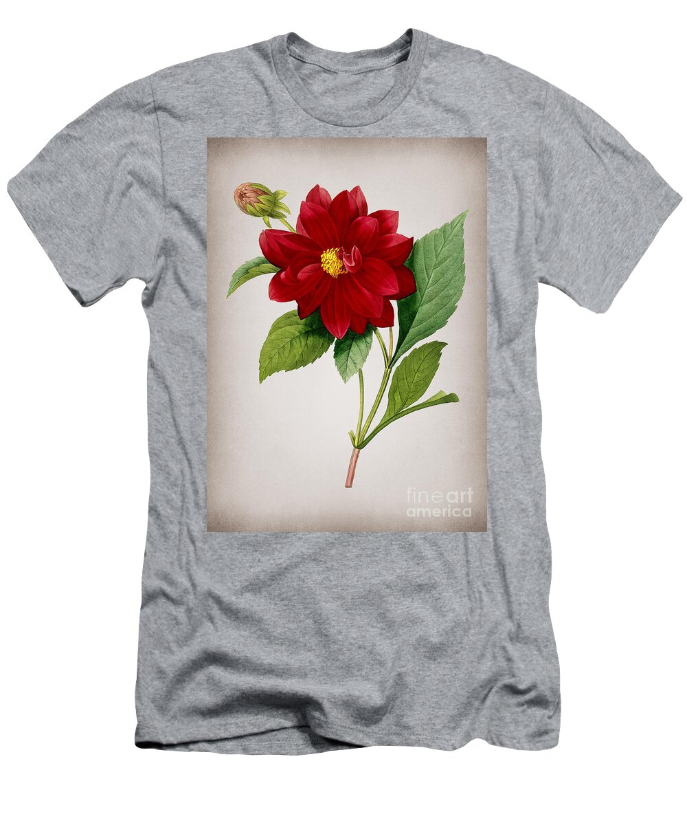 Vintage T-Shirt featuring the mixed media Vintage Double Dahlias Botanical Illustration on Parchment by Holy Rock Design