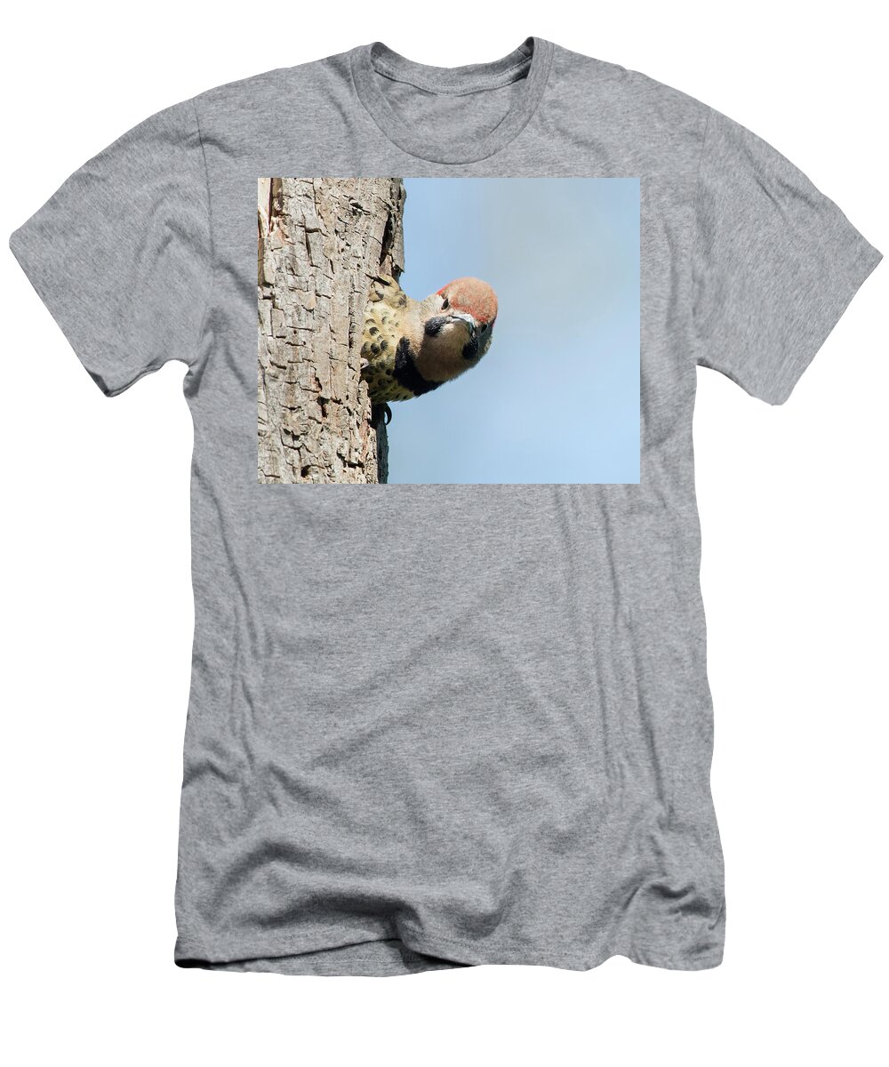 Woodpecker T-Shirt featuring the photograph Where Is Mom by CR Courson