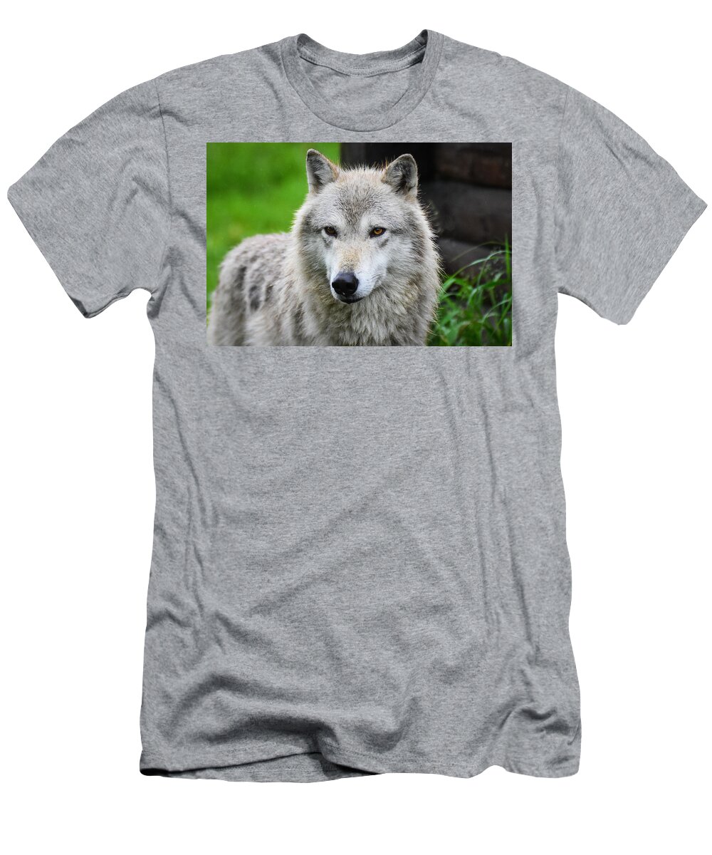 White Wolf Alpha Male Alaska Wildlife Conservatory Canine Hunter Pack T-Shirt featuring the photograph White wolf by Ed Stokes