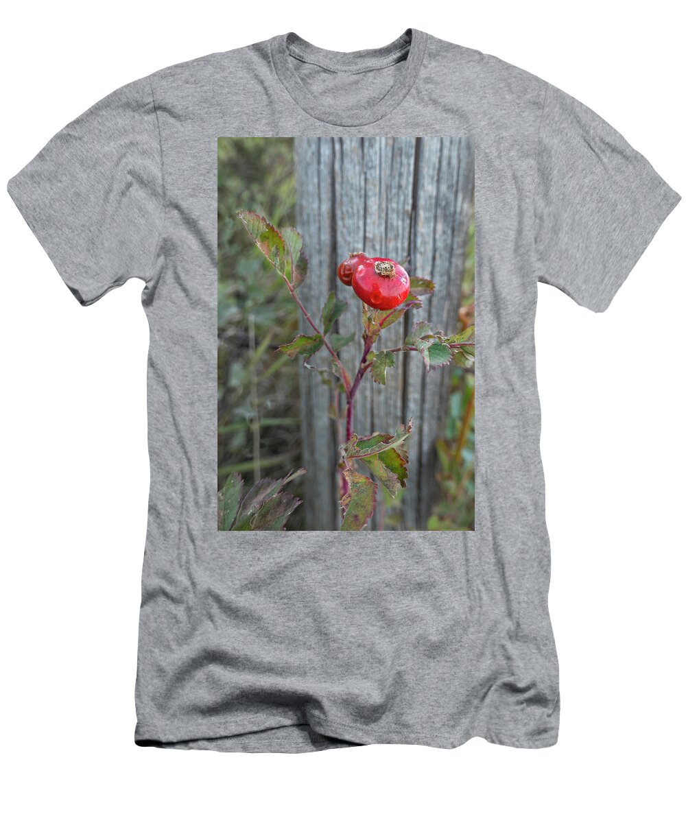 Rose T-Shirt featuring the photograph Wild Rose Hips And Fence Post by Karen Rispin