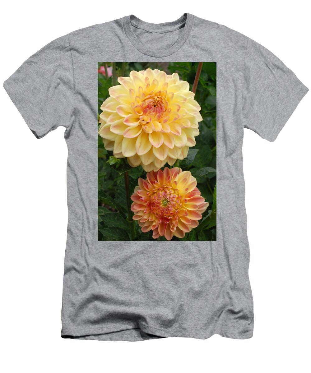 Dahlia T-Shirt featuring the photograph Yellow and Orange Dahlias 2 by Amy Fose