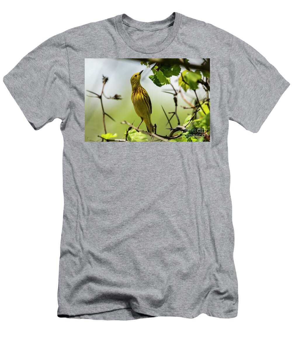 Setophaga Petechia T-Shirt featuring the photograph Yellow Warbler by JT Lewis