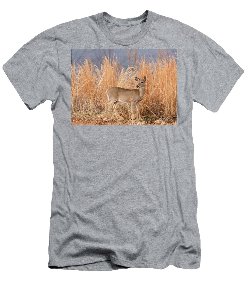 Animal T-Shirt featuring the photograph Young Deer in Tall Grass by Joni Eskridge