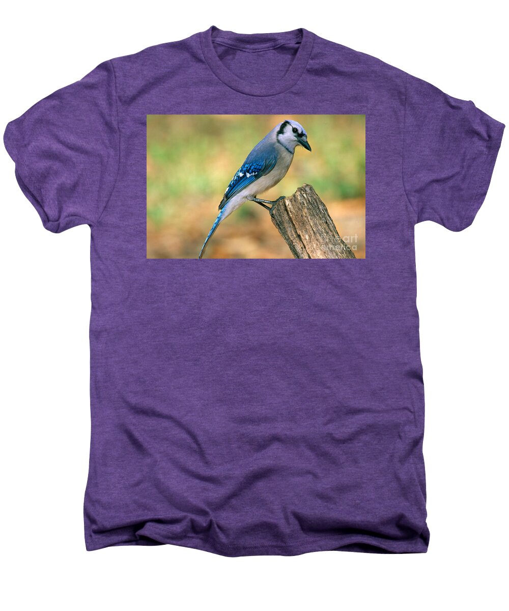 Animal Men's Premium T-Shirt featuring the photograph Blue Jay #2 by Millard H. Sharp