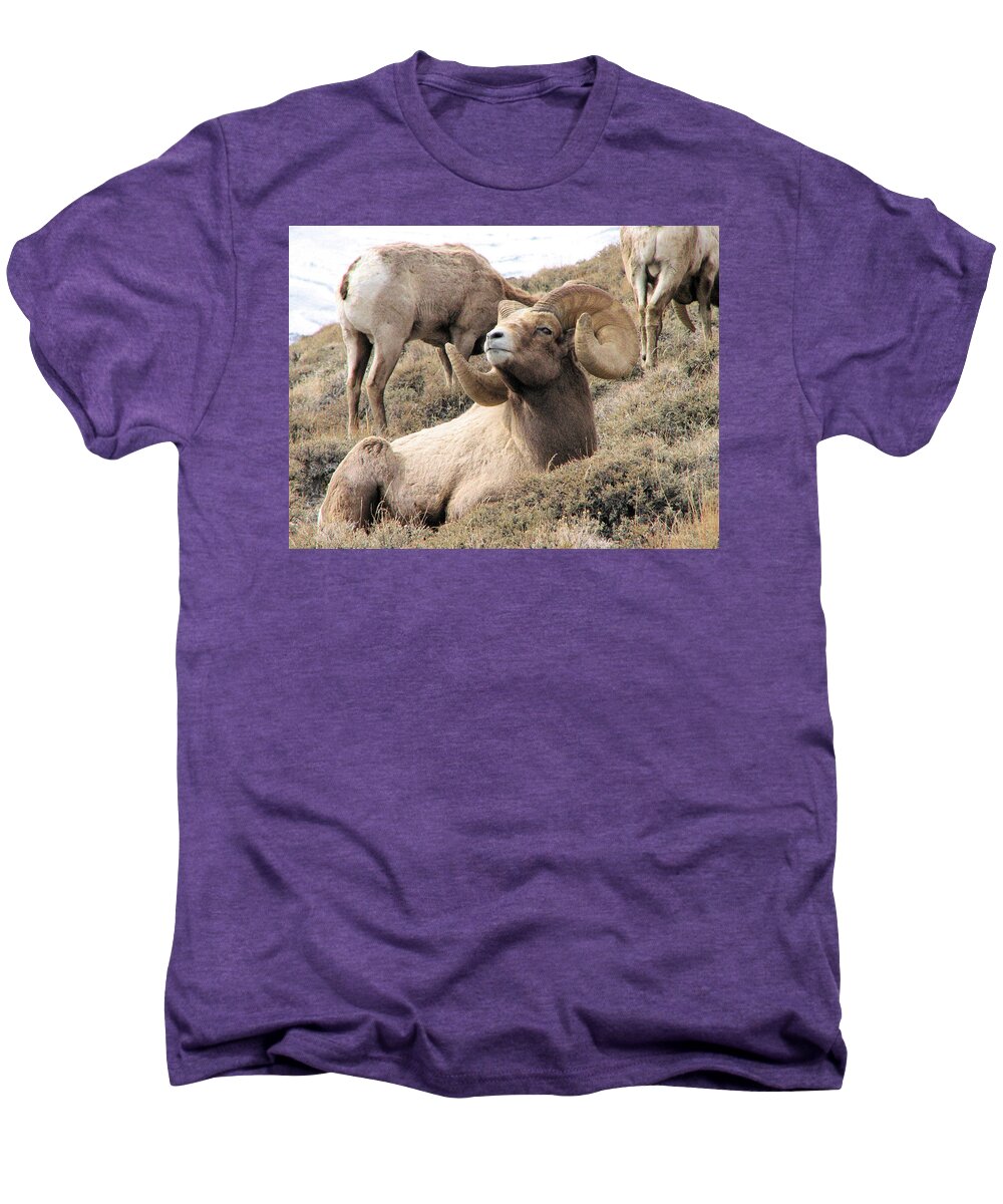 Big Men's Premium T-Shirt featuring the photograph Big Bighorn Ram by Darcy Tate