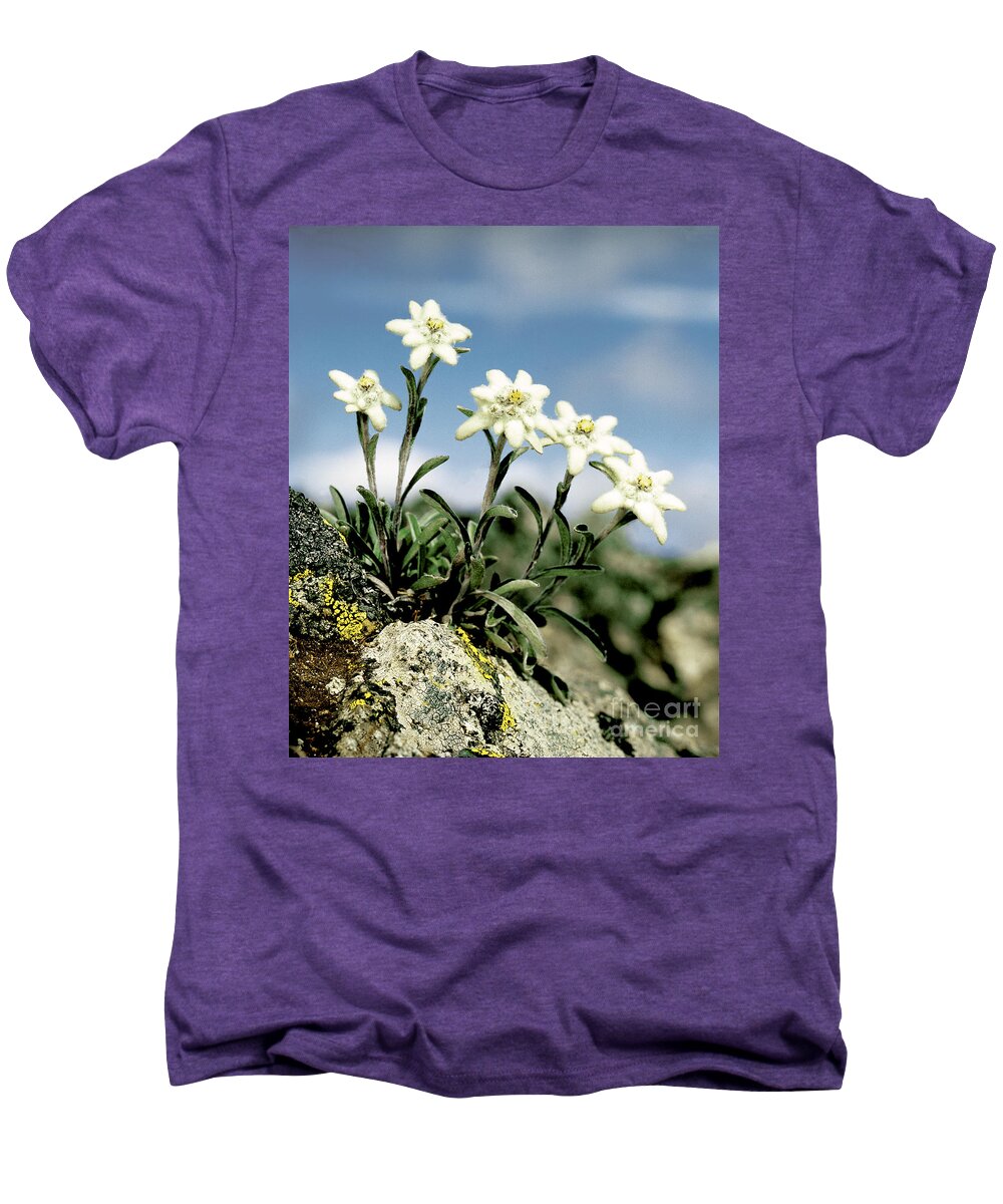 Plant Men's Premium T-Shirt featuring the photograph Edelweiss by Hermann Eisenbeiss