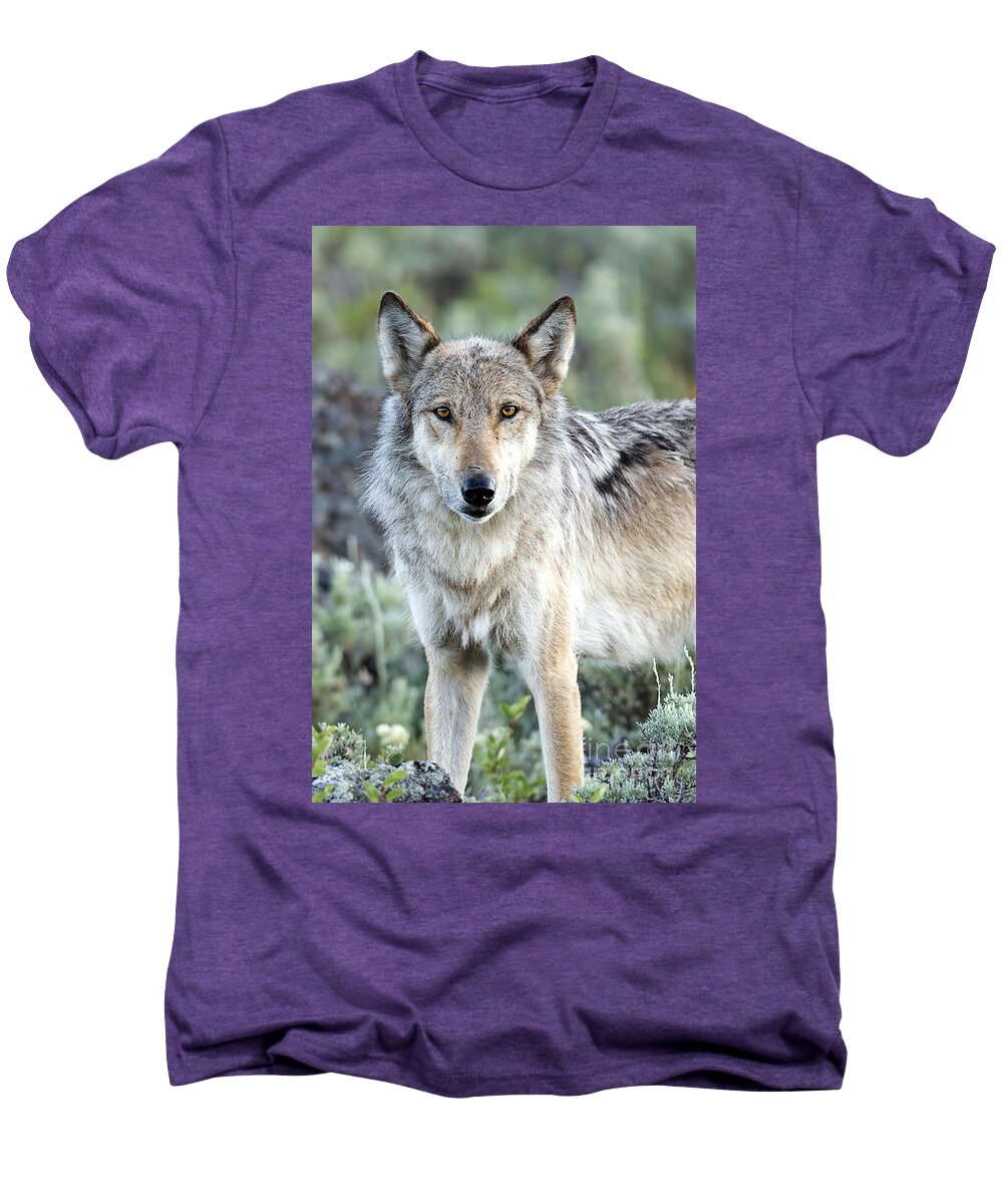 Wolf Men's Premium T-Shirt featuring the photograph Eye Contact with a Gray Wolf by Deby Dixon