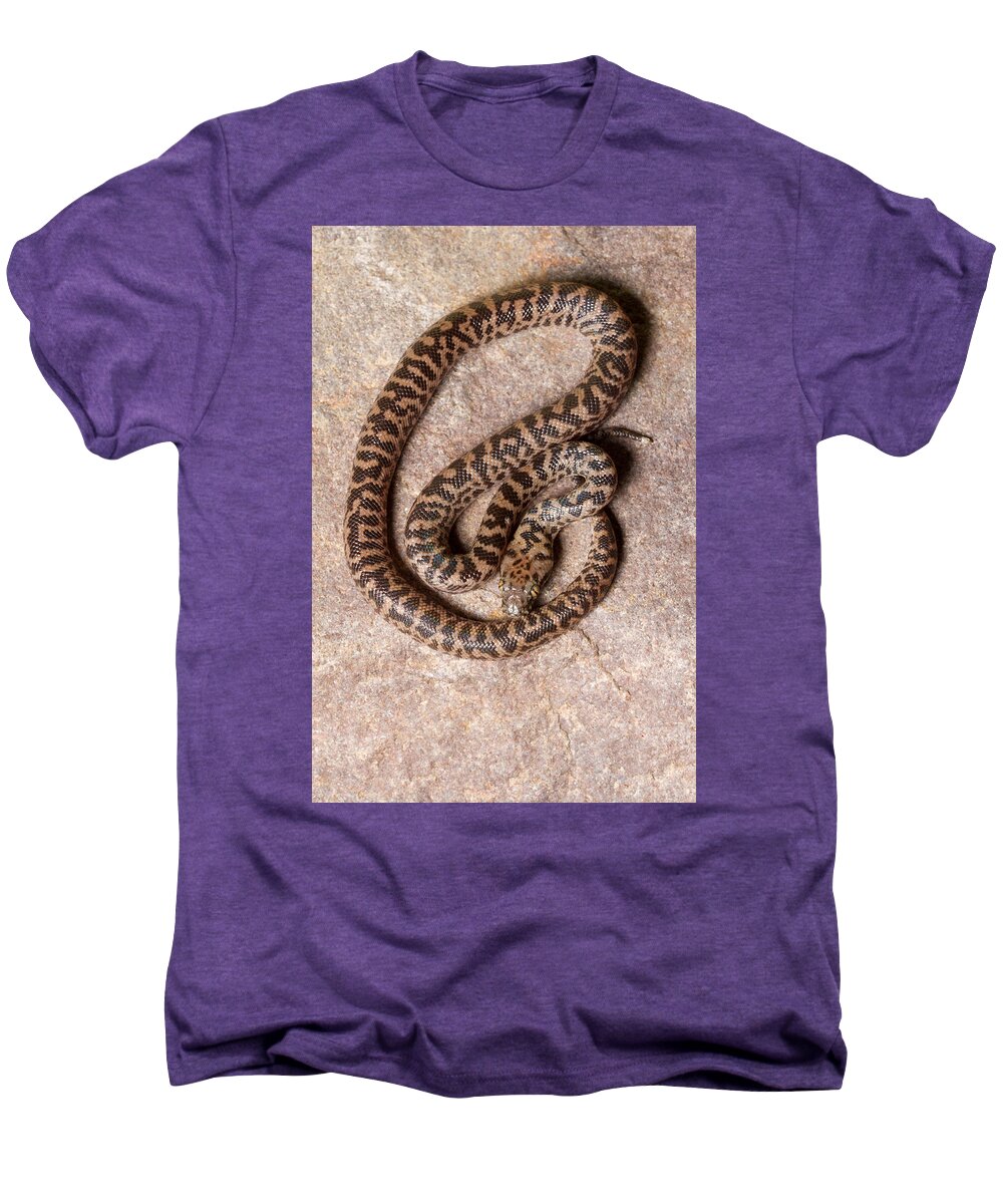 Snakes Men's Premium T-Shirt featuring the photograph Spotted Python Antaresia Maculosa Top by David Kenny