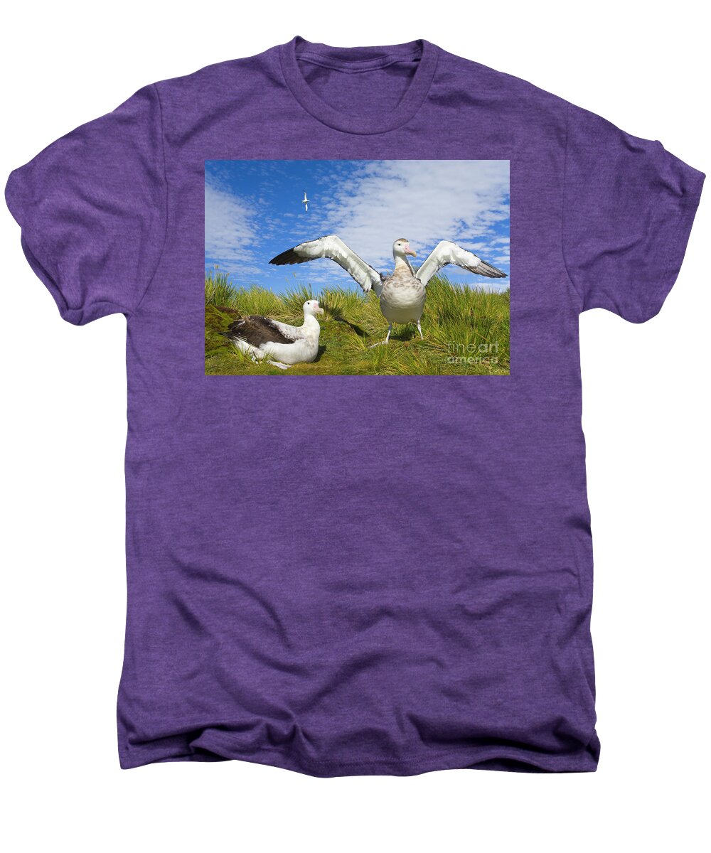 00345305 Men's Premium T-Shirt featuring the photograph Wandering Albatross Courting by Yva Momatiuk John Eastcott