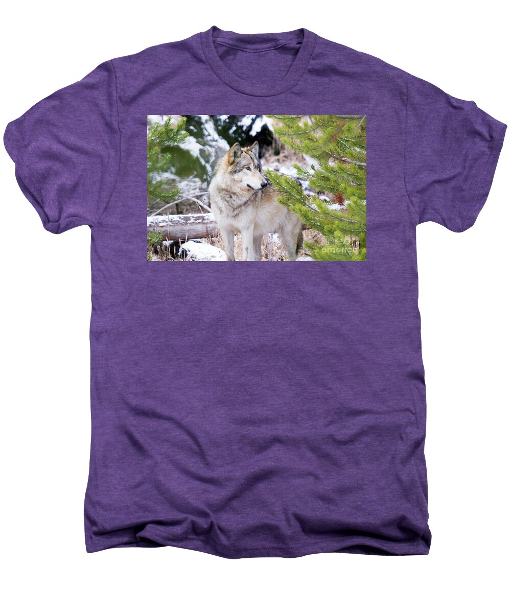 Grey Wolf Men's Premium T-Shirt featuring the photograph Waiting by Deby Dixon