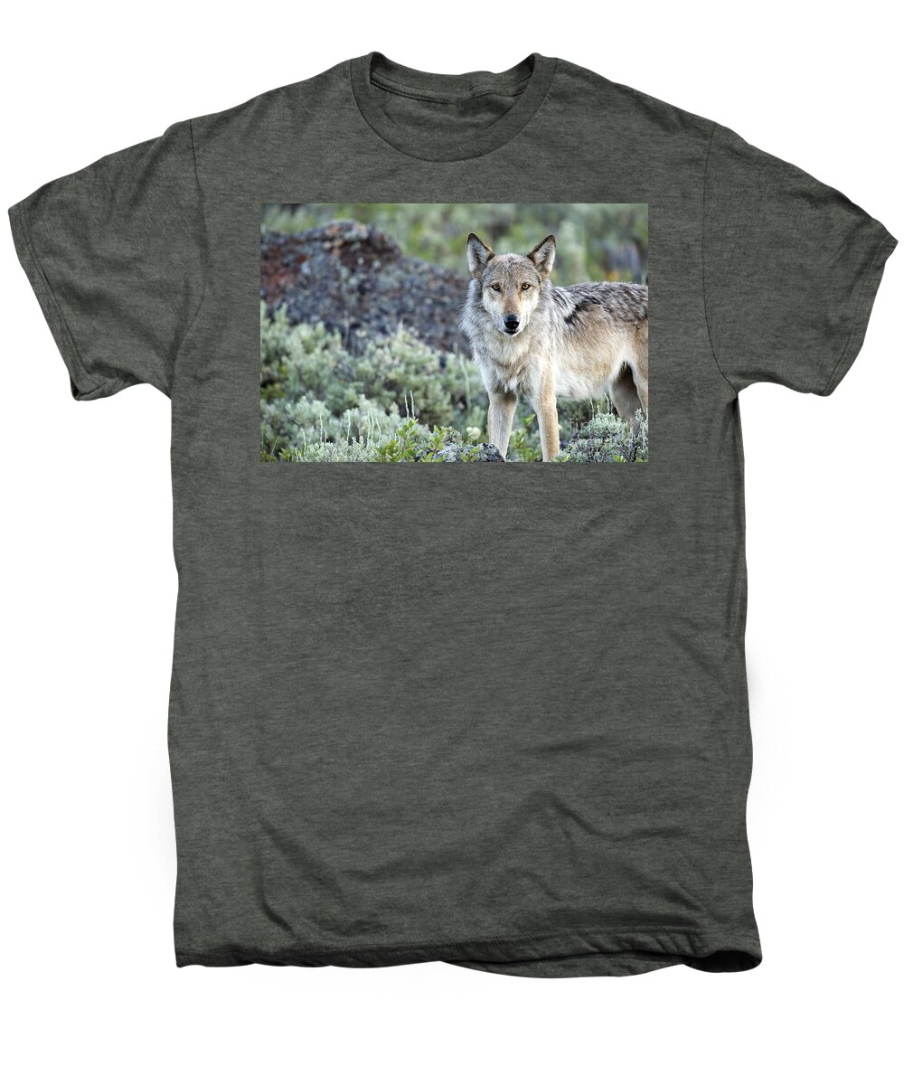 Wolf Men's Premium T-Shirt featuring the photograph Middle Gray of Yellowstone by Deby Dixon