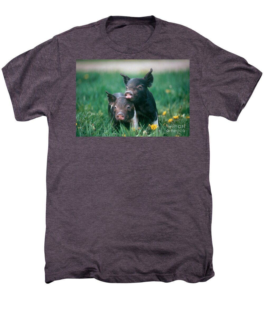 #faatoppicks Men's Premium T-Shirt featuring the photograph Domestic Piglets #1 by Alan Carey
