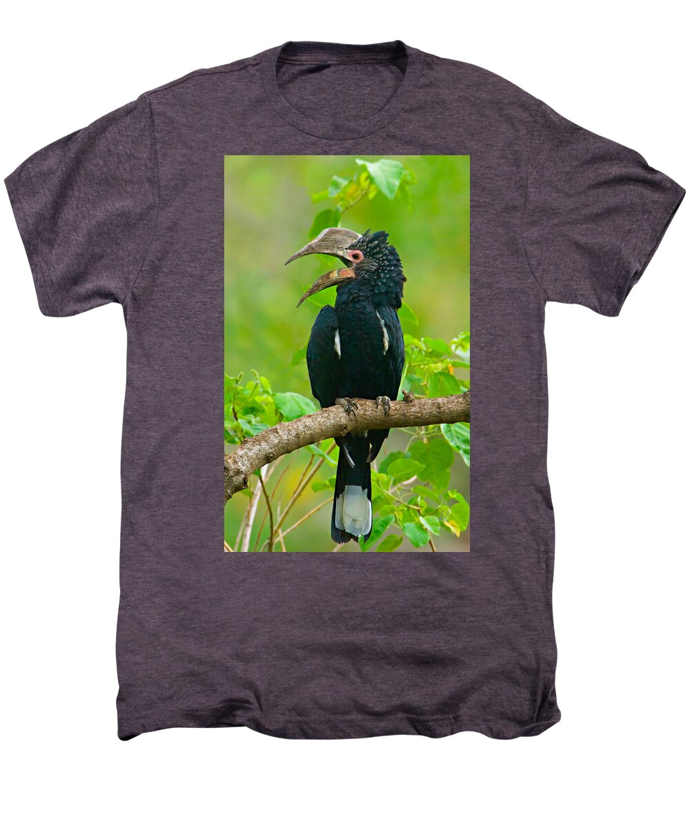Photography Men's Premium T-Shirt featuring the photograph Silvery-cheeked Hornbill Perching by Panoramic Images