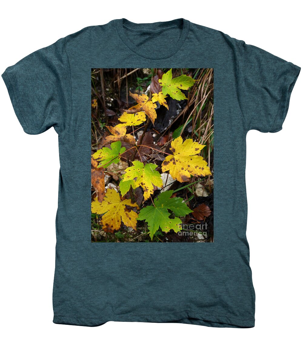 Woodland Men's Premium T-Shirt featuring the photograph Sycamore Maple Leaves in Autumn by Phil Banks