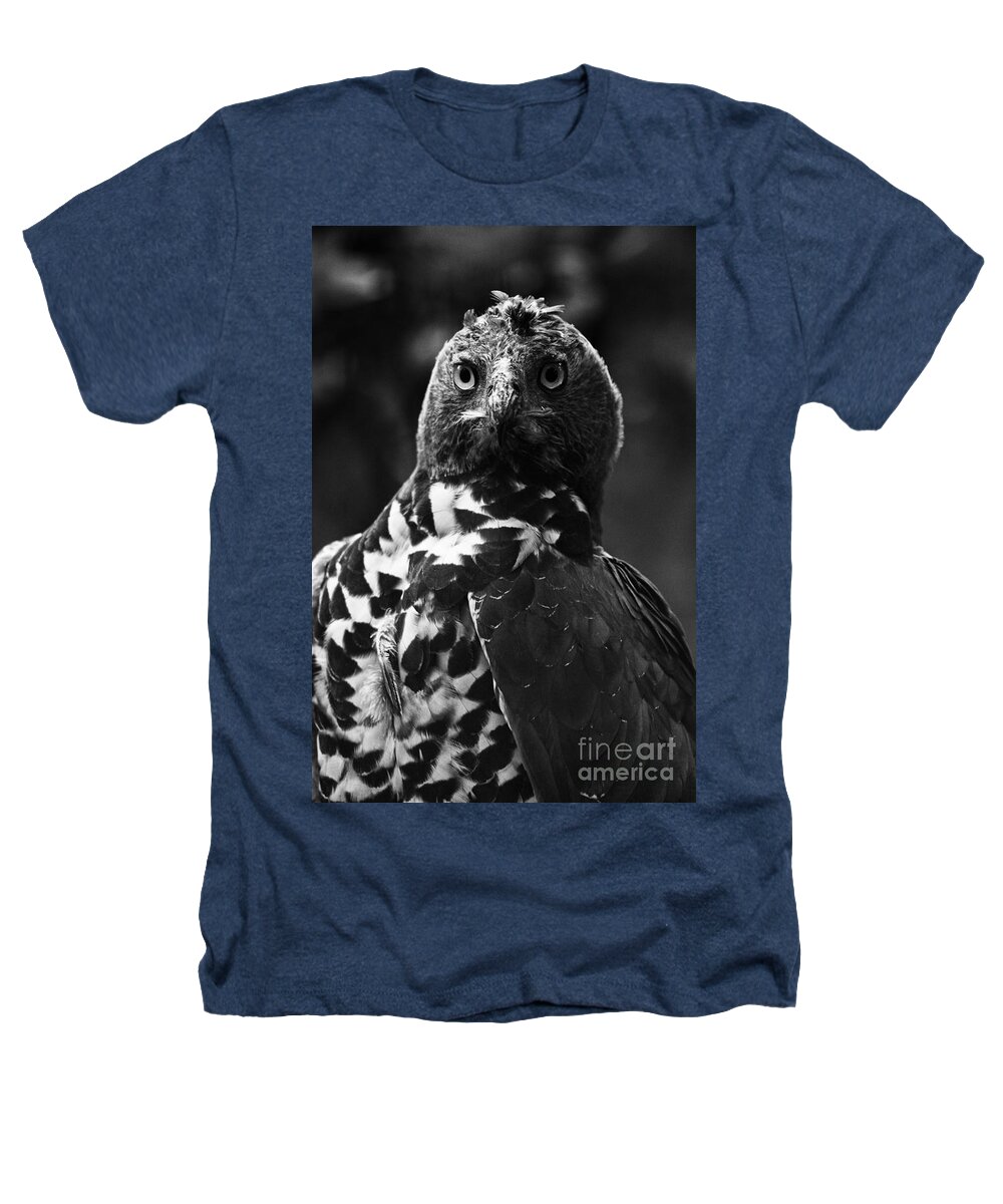 Crowned Eagle Heathers T-Shirt featuring the photograph Crowned Eagle-Black and White by Douglas Barnard