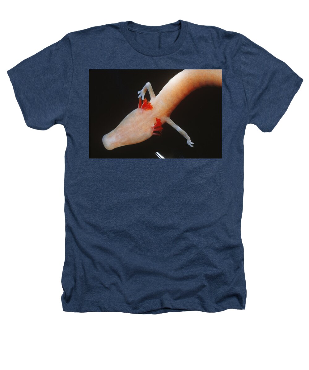 Animal Heathers T-Shirt featuring the photograph European Blind Cave Salamander by Charles E. Mohr