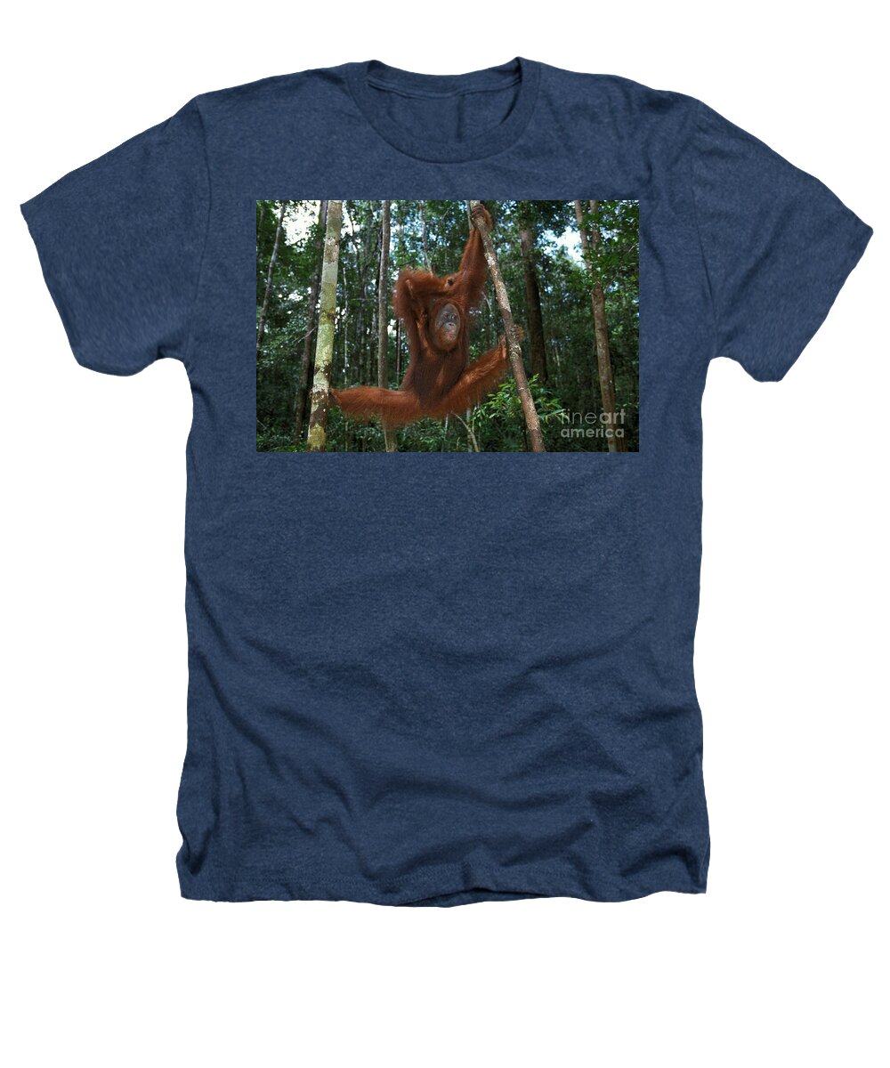 Adult Heathers T-Shirt featuring the photograph Orang Utan Pongo Pygmaeus #1 by Gerard Lacz