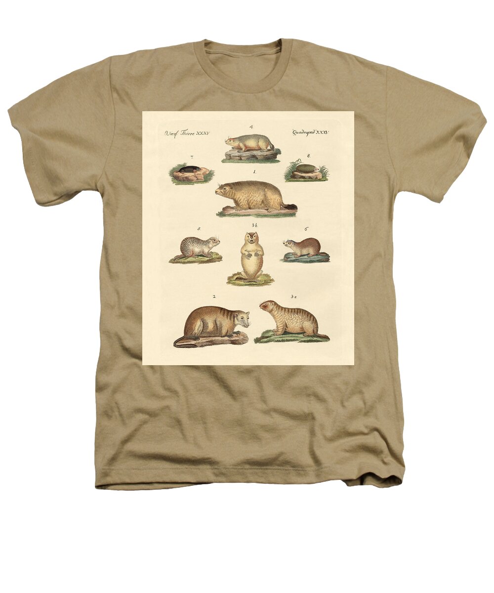 Groundhog Heathers T-Shirt featuring the drawing Marmots and moles by Splendid Art Prints