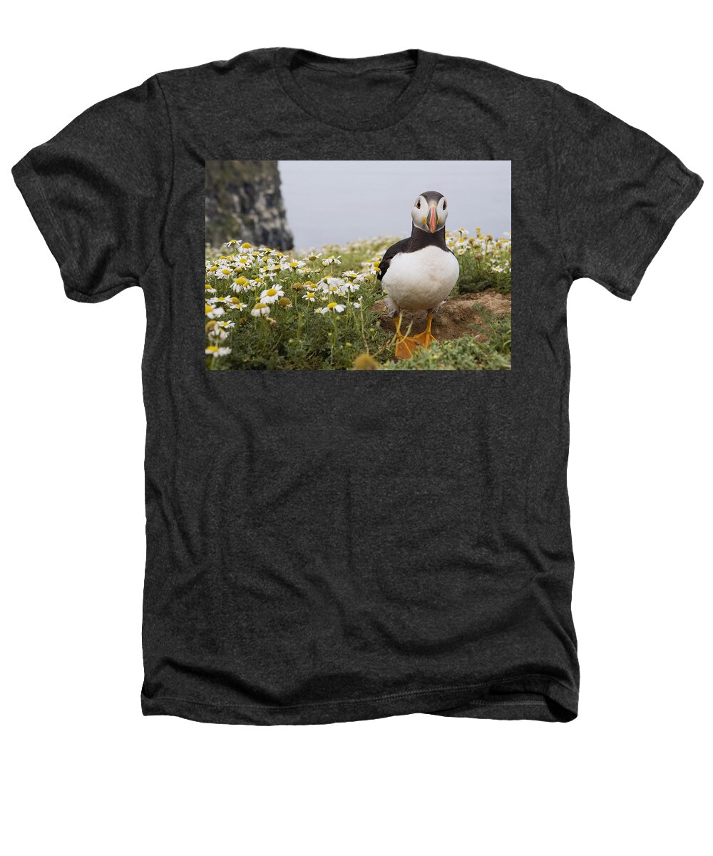 Sebastian Kennerknecht Heathers T-Shirt featuring the photograph Atlantic Puffin In Breeding Plumage #1 by Sebastian Kennerknecht