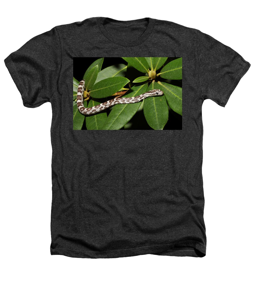 Corn Snake Heathers T-Shirt featuring the photograph Corn Snake Pantherophis Guttatus #1 by David Kenny