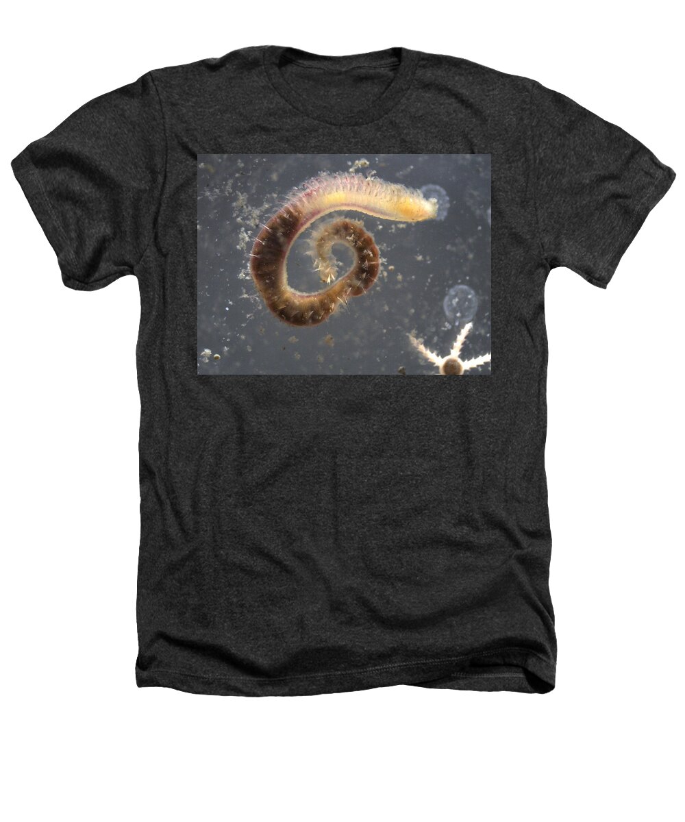 Alaska Fauna Heathers T-Shirt featuring the photograph Bristly Marine Worm by Carleton Ray