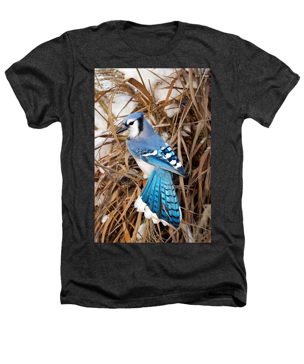 Backyard Bird Heathers T-Shirt featuring the photograph Portrait of a Blue Jay by Bill Wakeley