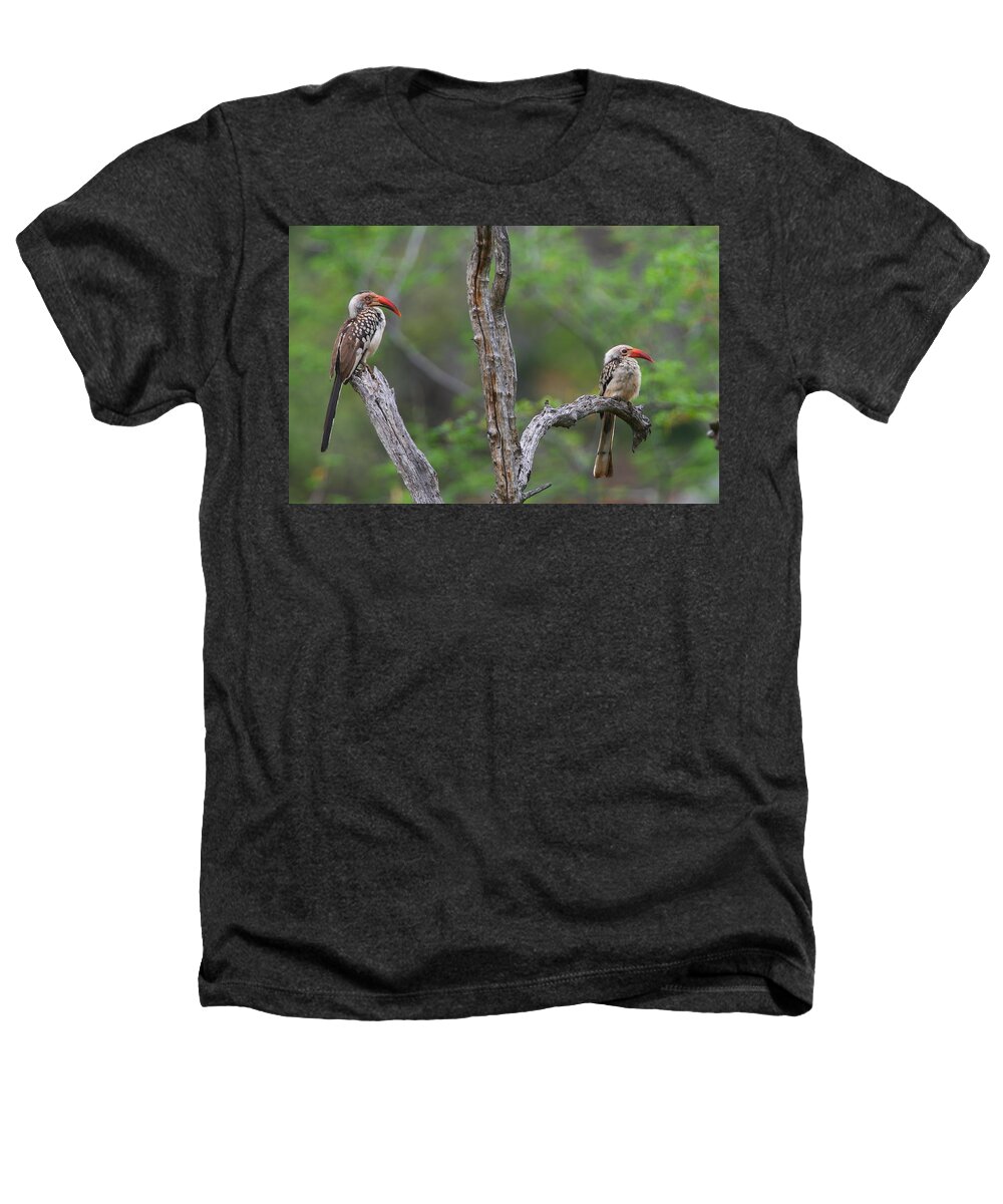 Hornbill Heathers T-Shirt featuring the photograph Red-billed Hornbills by Bruce J Robinson