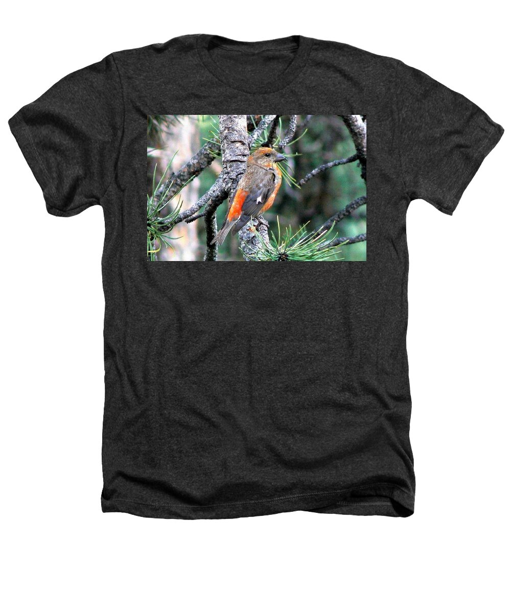 Colorado Heathers T-Shirt featuring the photograph Red Crossbill on Pine Tree by Marilyn Burton