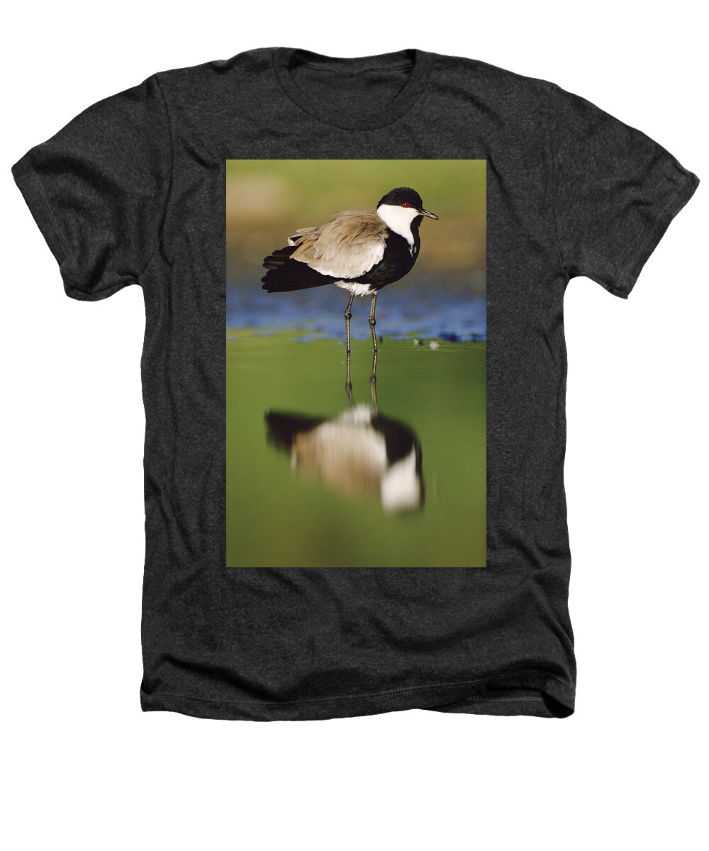00172187 Heathers T-Shirt featuring the photograph Spur Winged Plover With Its Reflection by Tim Fitzharris