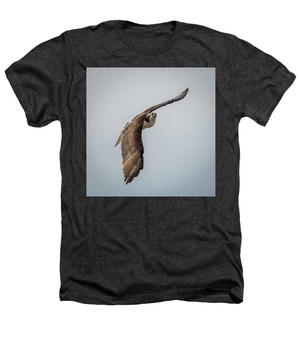 Osprey In Flight Heathers T-Shirt featuring the photograph Osprey in Flight #1 by Paul Freidlund