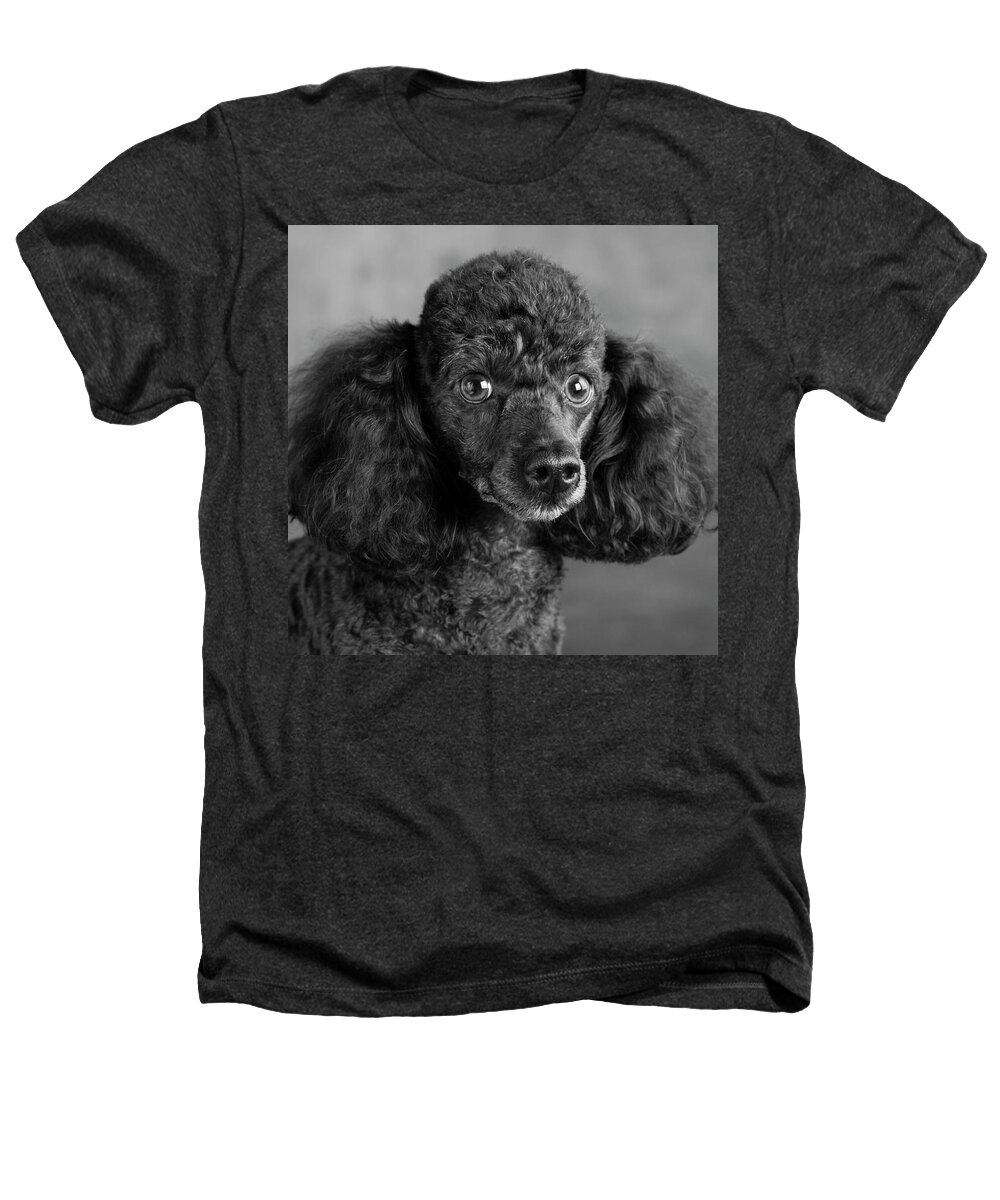 Photography Heathers T-Shirt featuring the photograph Portrait Of A Mini Poodle Dog #1 by Panoramic Images