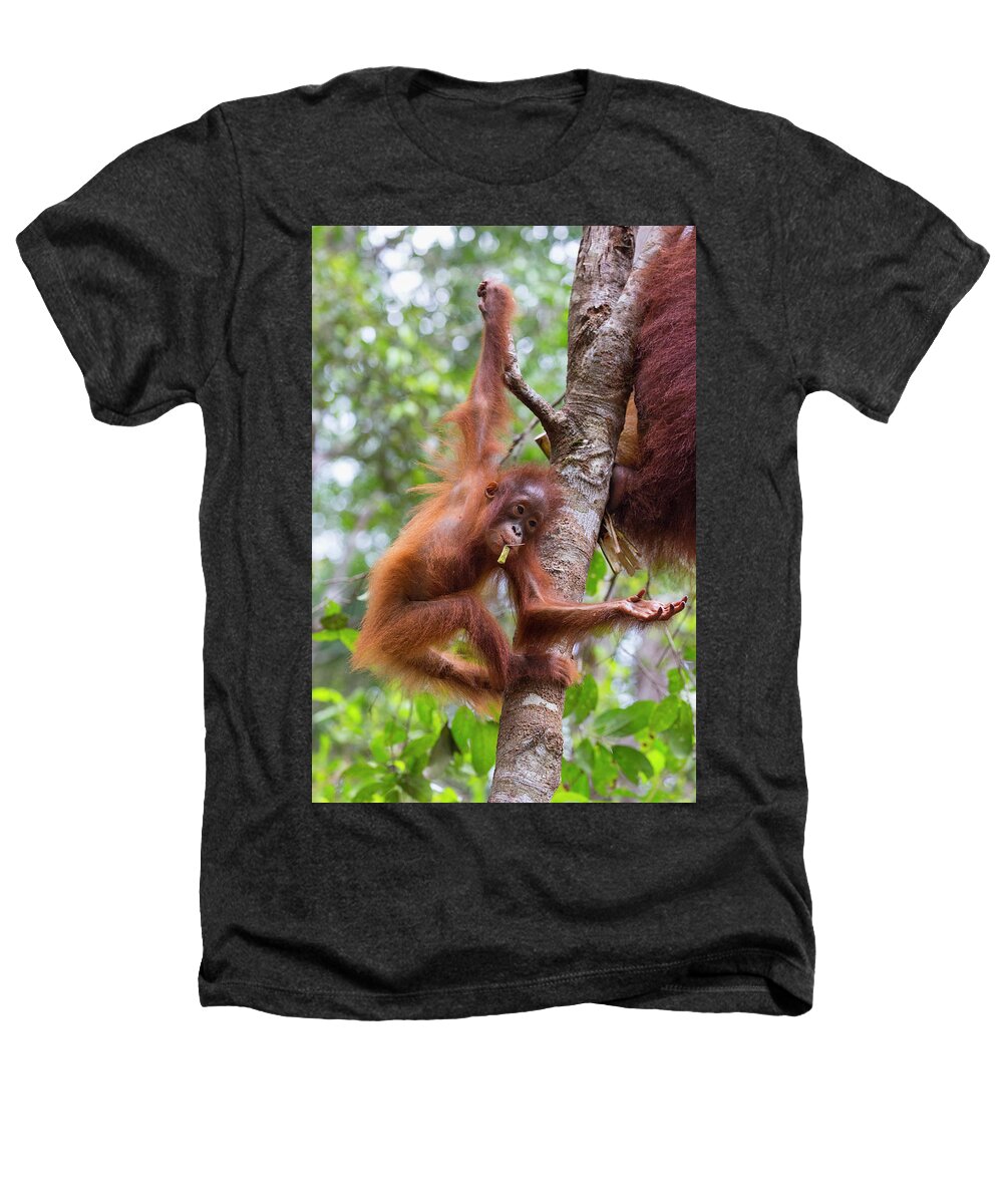 Animal Heathers T-Shirt featuring the photograph Bornean Orangutan Baby Aged Two Years Hanging In Tree. by Suzi Eszterhas / Naturepl.com