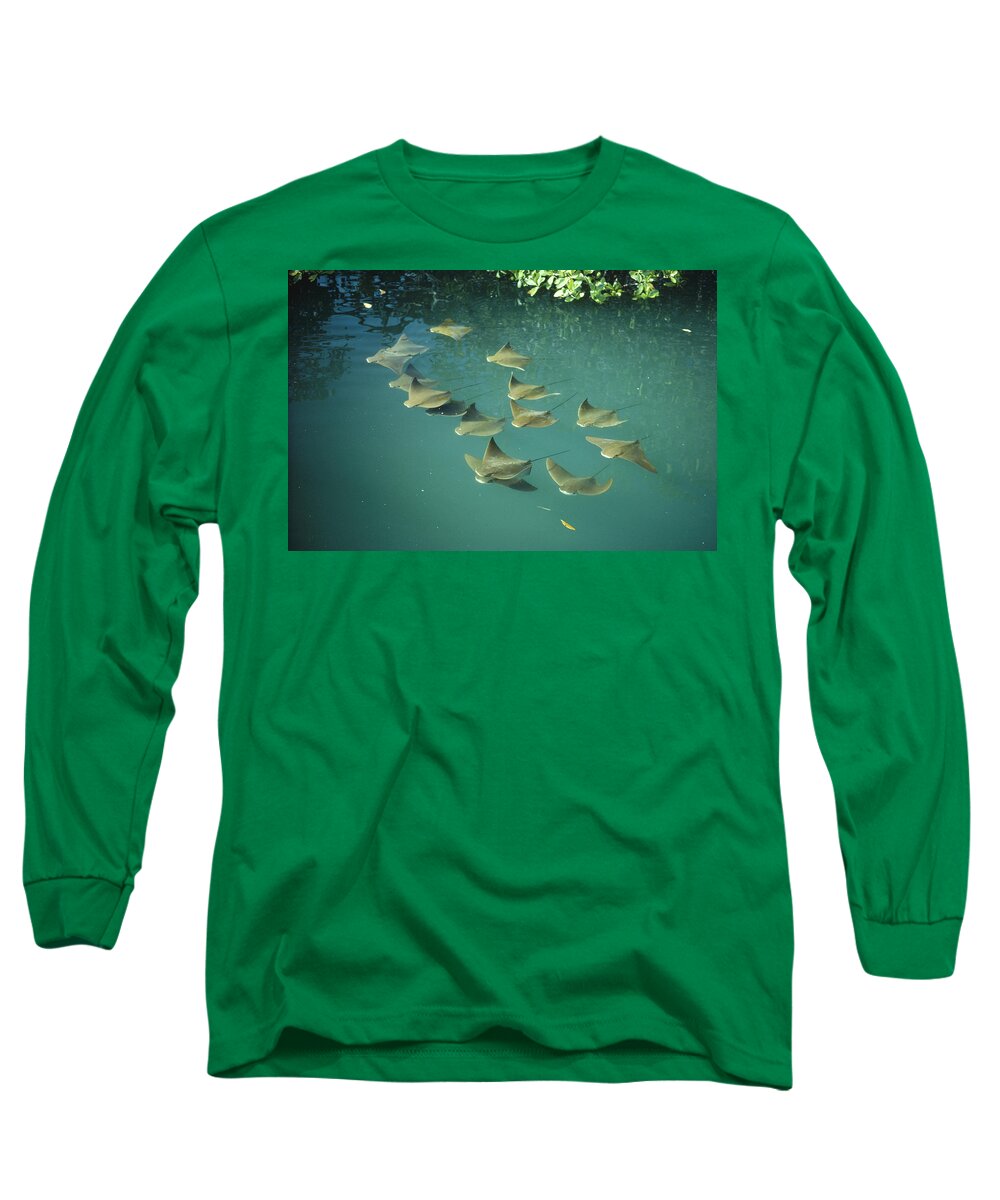 Feb0514 Long Sleeve T-Shirt featuring the photograph Golden Cownose Rays Schooling Galapagos #1 by Tui De Roy