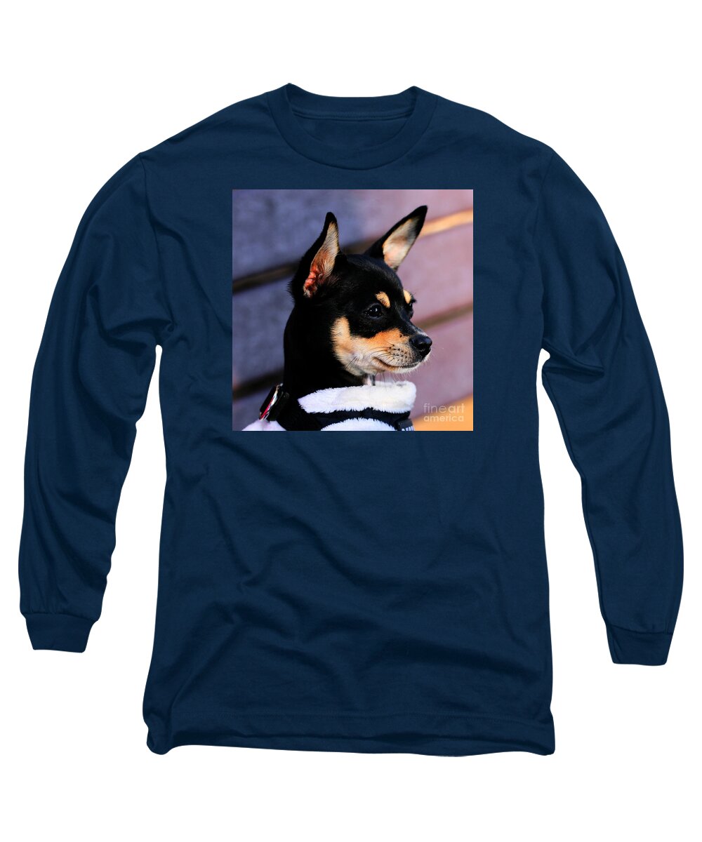 Dog Long Sleeve T-Shirt featuring the photograph Agie - Chihuahua Pitbull by Tap On Photo