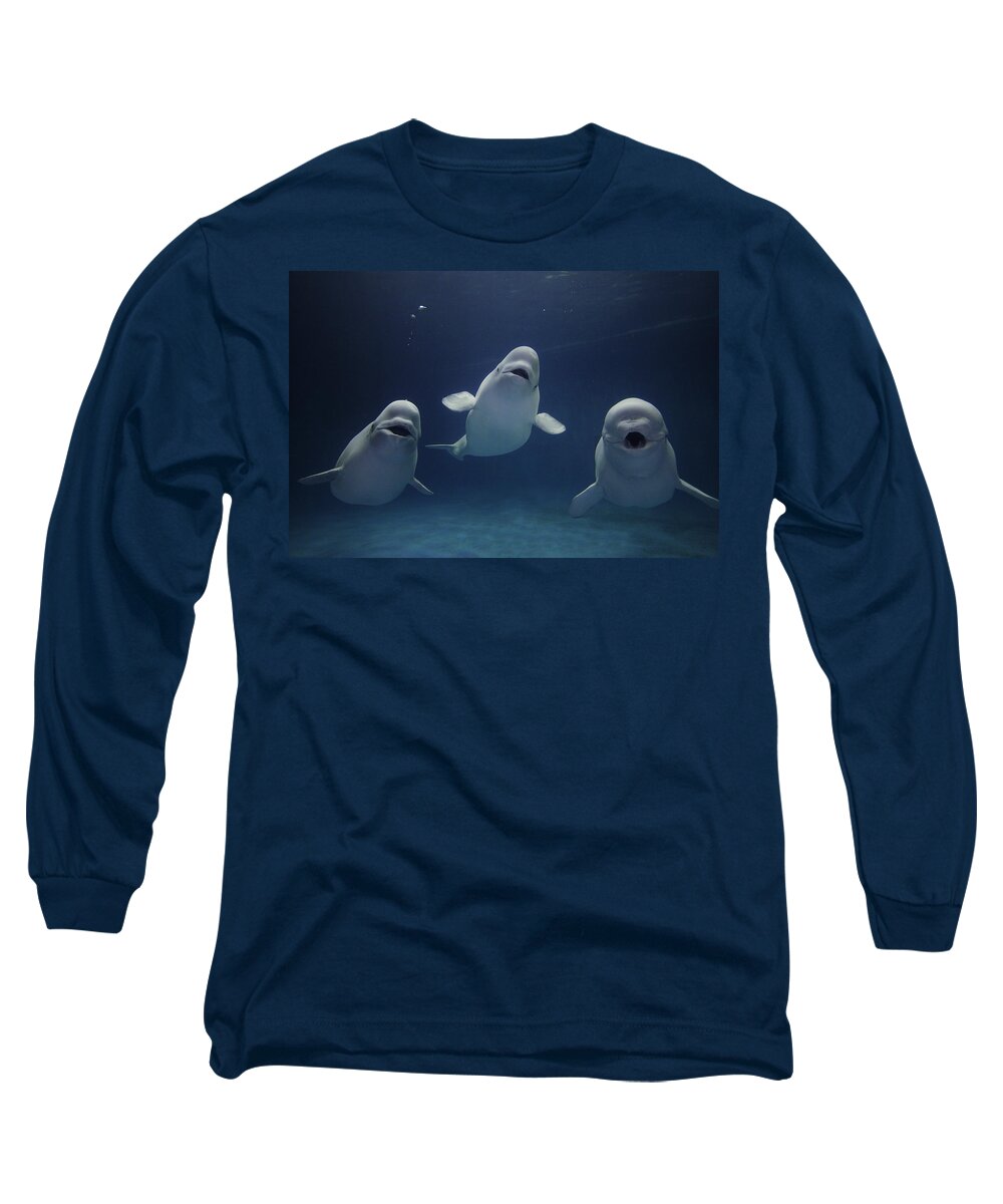 Feb0514 Long Sleeve T-Shirt featuring the photograph Beluga Whale Trio by Hiroya Minakuchi