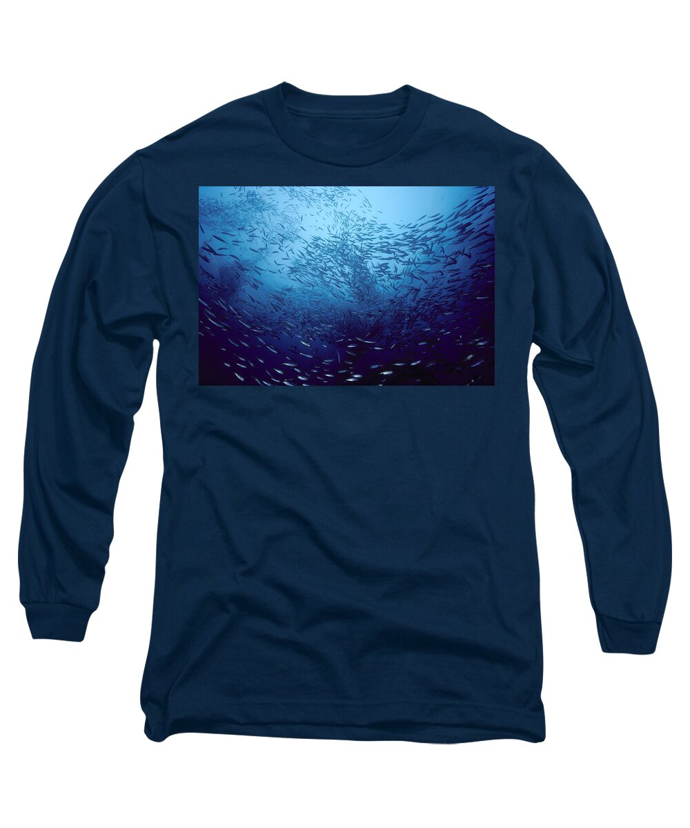 Feb0514 Long Sleeve T-Shirt featuring the photograph Northern Anchovies San Clemente by Flip Nicklin