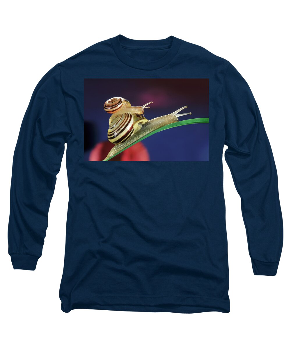 Nis Long Sleeve T-Shirt featuring the photograph Brown Lipped Snails by Jef Meul