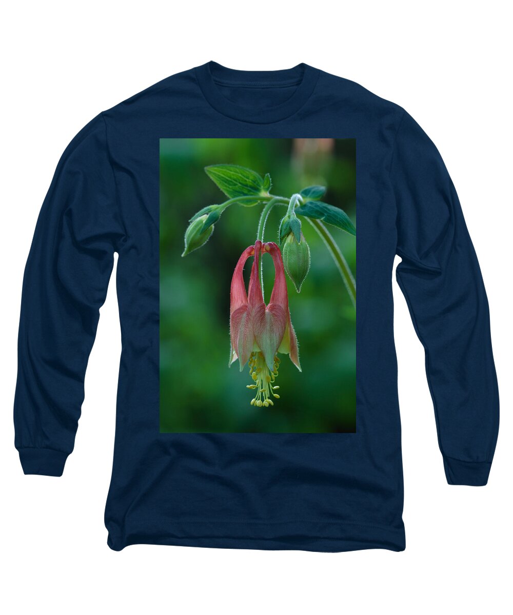 Aquilegia Canadensis Long Sleeve T-Shirt featuring the photograph Wild Columbine Flower by Daniel Reed